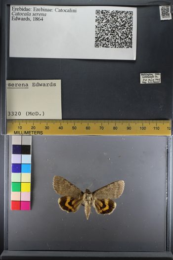 Media type: image;   Entomology 741121